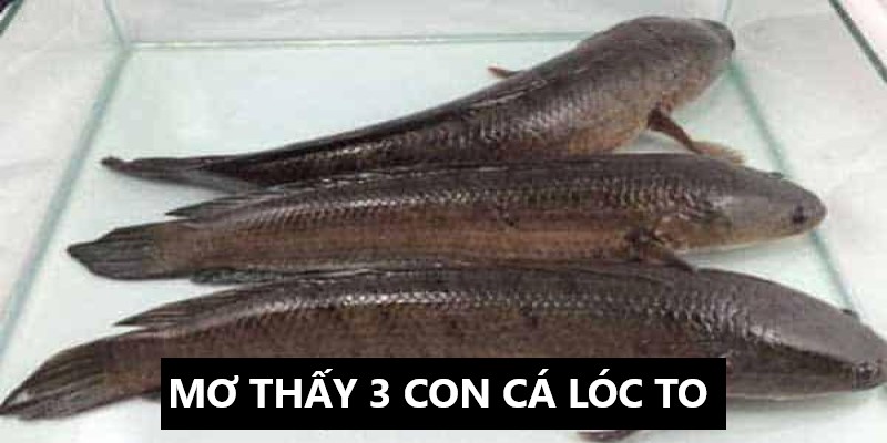 Khi ngủ mơ thấy bắt được 3 con cá lóc to