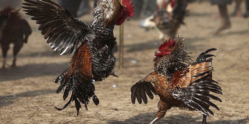 Đá Gà Cựa Sắt Trực Tiếp Hình Thức Chọi Gà Mới 2025 4 Cách nghiên cứu kết quả chuẩn khi tham gia đá gà cựa sắt trực tiếp