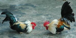 đá gà cựa sắt trực tiếp