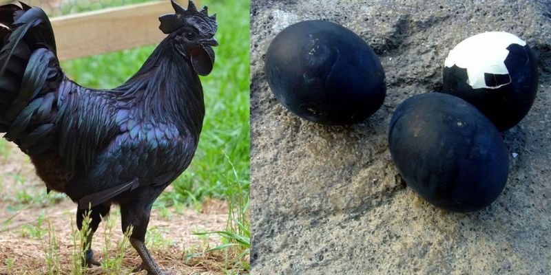 Màu Mạng Gà Bướm - Khám Phá Sự Thú Vị Trò Đá Gà 33win 4 Màu sắc lông phải hài hòa với tính cách của gà