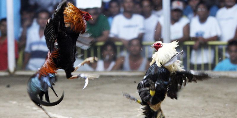 Khái niệm về đá gà Mỹ cựa dao