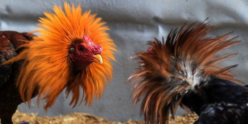 Kiểm tra thể lực trước khi bắt đầu chiến đấu