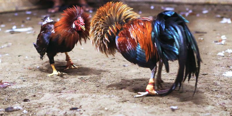 Màu Mạng Gà Bướm - Khám Phá Sự Thú Vị Trò Đá Gà 33win 2 Màu sắc của gà bướm cũng ảnh hưởng nhiều đến phong thủy