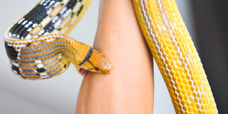 Mơ Thấy Rắn Là Điềm Gì? Ý Nghĩa Điềm Báo Đằng Sau Giấc Mộng 2 Những con số tài lộc trong giấc mộng thấy rắn