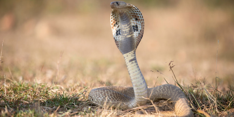 Mơ Thấy Rắn Là Điềm Gì? Ý Nghĩa Điềm Báo Đằng Sau Giấc Mộng 3 Bạn có thể hiểu hơn về rắn hổ mang qua giải mã mơ thấy rắn là điềm gì