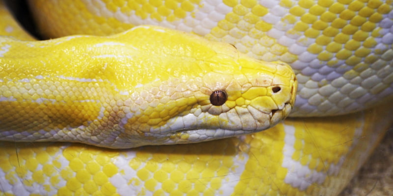 Mơ Thấy Rắn Là Điềm Gì? Ý Nghĩa Điềm Báo Đằng Sau Giấc Mộng 4 Giấc mơ rắn vàng mang đến sự khởi sắc trong sự nghiệp