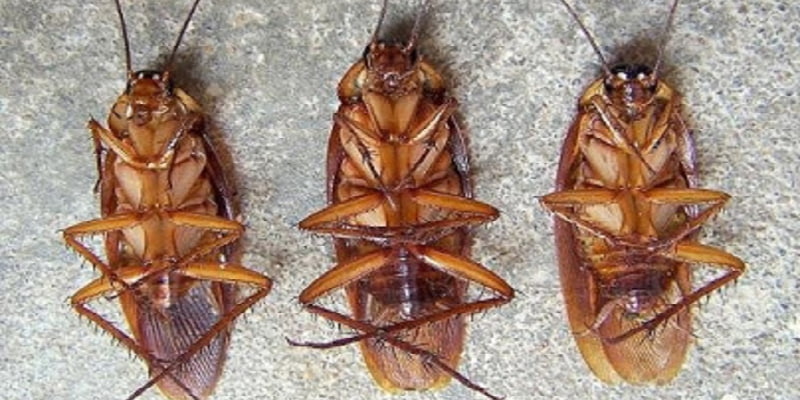 Nằm mơ thấy gián chết do mình