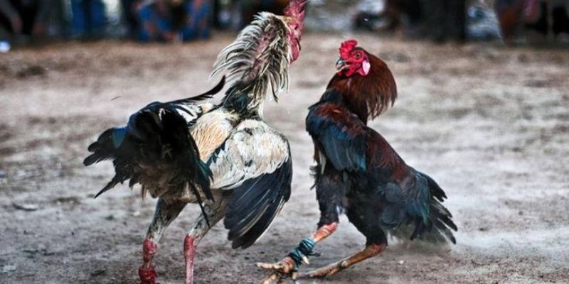 Đá Gà Cựa Sắt Trực Tiếp Hình Thức Chọi Gà Mới 2025 3 Những yếu tố tạo nên danh tiếng của đá gà cựa sắt trực tiếp