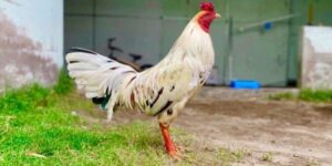 màu mạng gà bướm