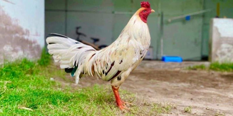 màu mạng gà bướm