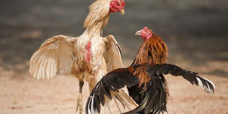 Đá Gà Cựa Sắt Trực Tiếp Hình Thức Chọi Gà Mới 2025 2 Tìm hiểu chung về đá gà cựa sắt trực tiếp