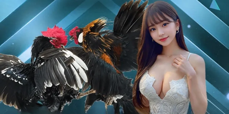 Đá Gà 33win - Sân Chơi Uy Tín Và Chất Lượng Nhất Châu Á 2 Tổng quan sảnh đá gà 33win chất lượng